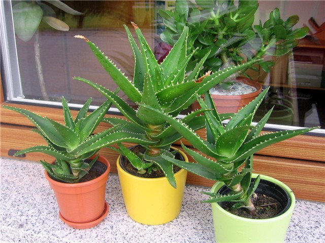 Aloe ciliaris